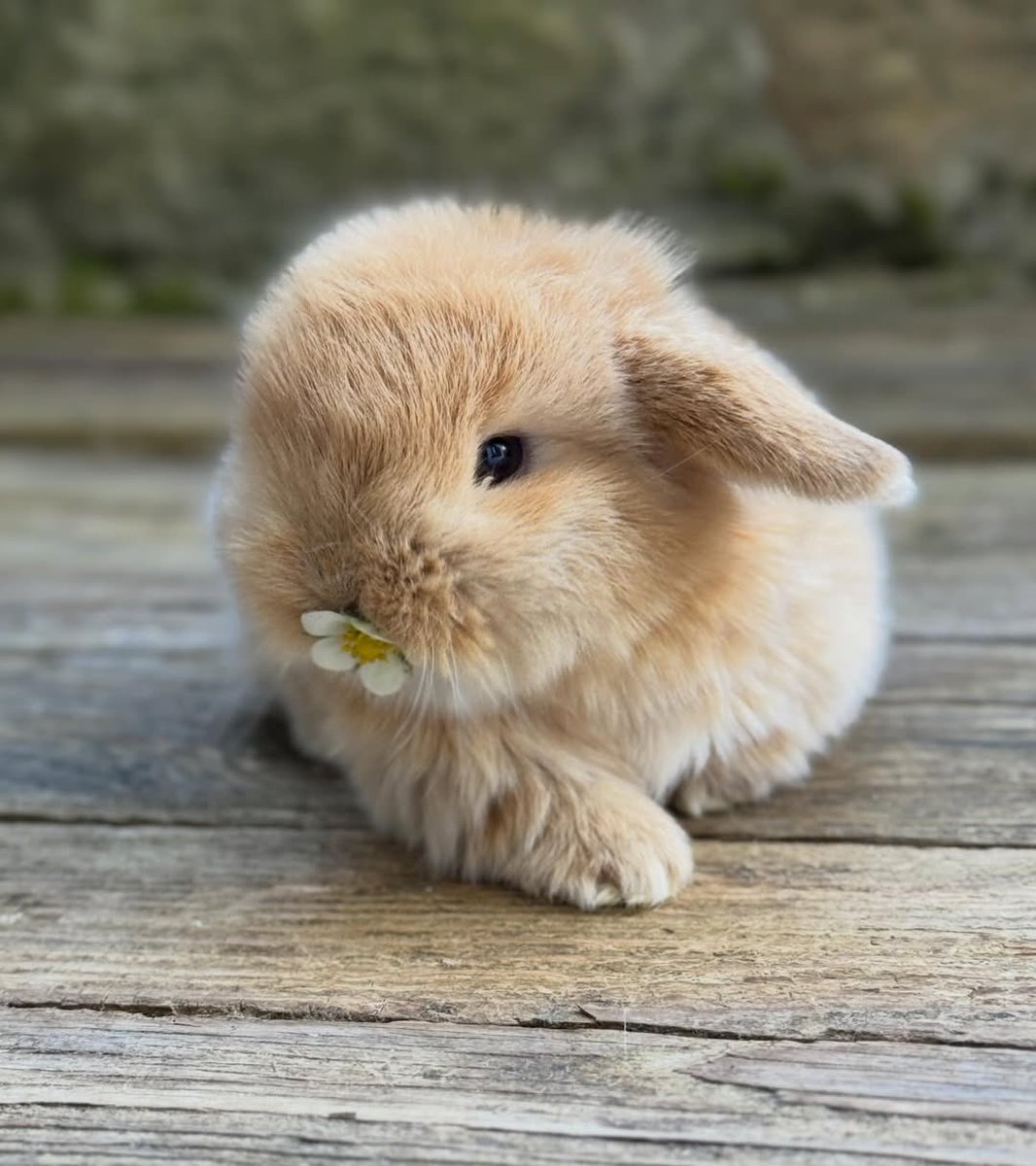 Bunnies (@bunnies) on Twitter photo 