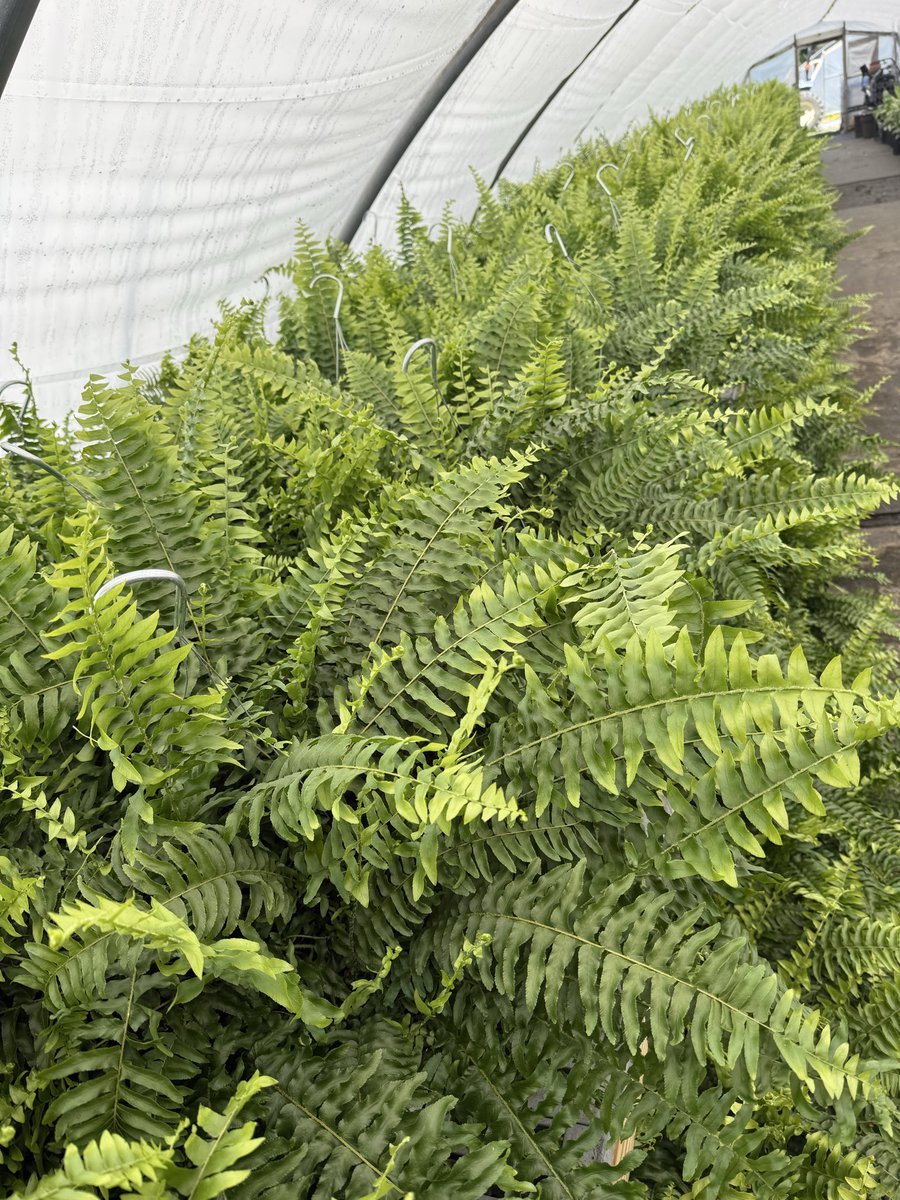 SunNurseriesInc's tweet photo. Beautiful Boston Fern hanging baskets have arrived! There’s something timeless about these beauties—their soft, arching fronds add that perfect “effortless jungle” vibe to any porch or room. 🪴🪴🪴 https://t.co/qAJfmJJ5xI