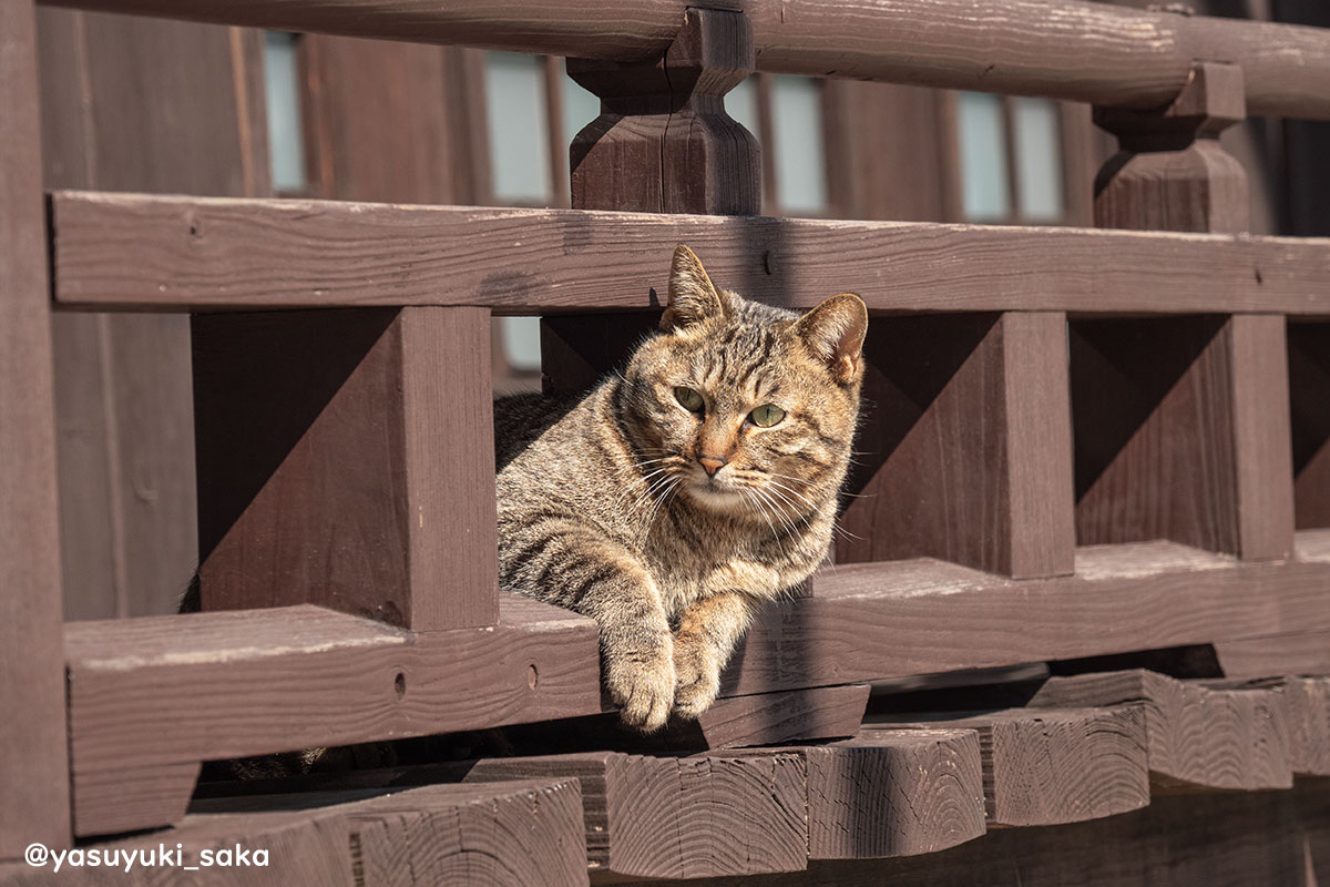 yasuyuki_saka's tweet image. ねこ。 #猫 #ねこ #cat #猫写真