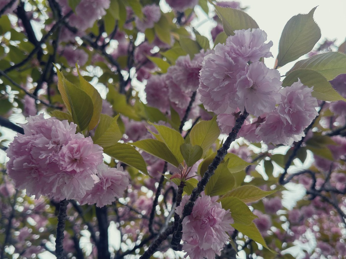 さくら🌈 tweet media