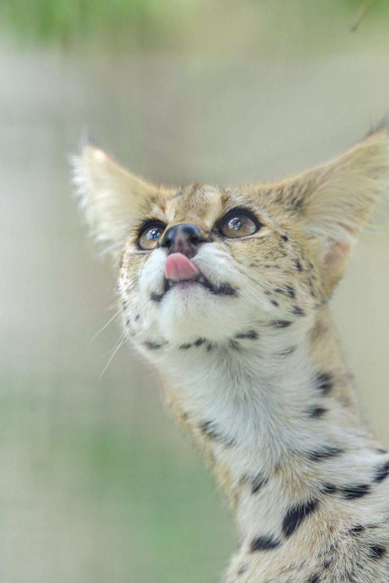 chawan | Masaki Kadono tweet media