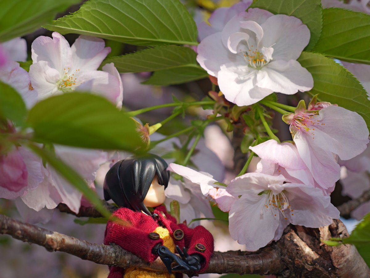 ヴィルゴ1 tweet media