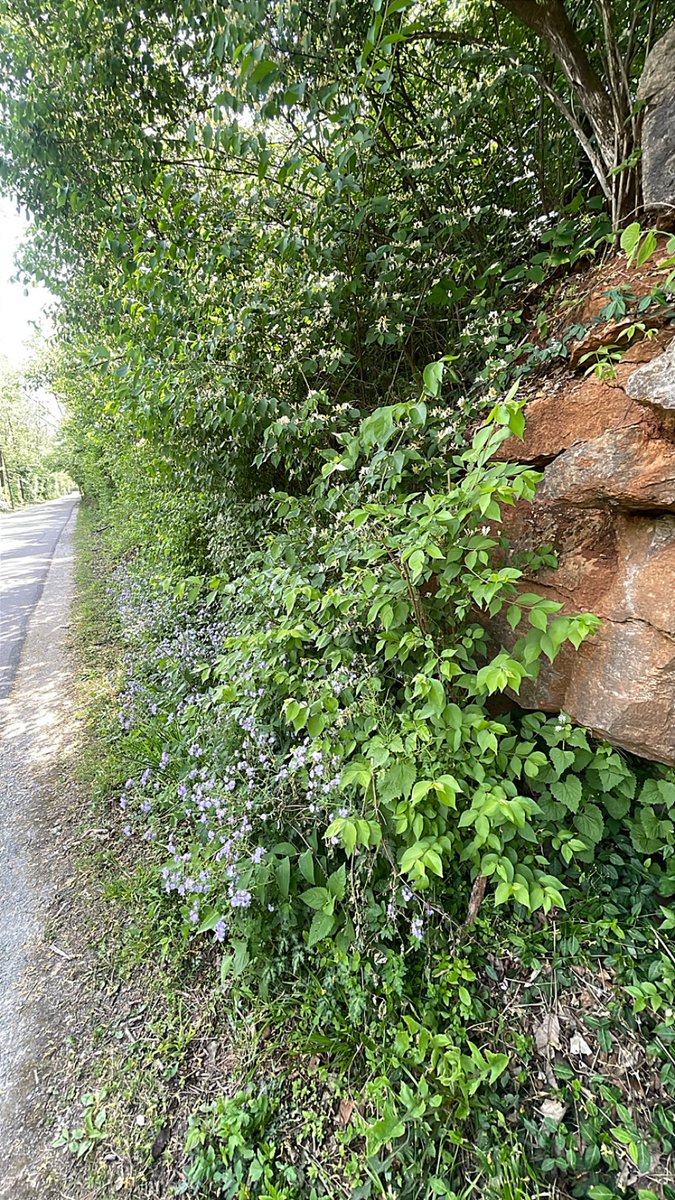 ClassyCatey's tweet photo. Pretty views from the B-line trail! Get out when you can and enjoy nature. #bloomington #IU https://t.co/inl3ViUy4w