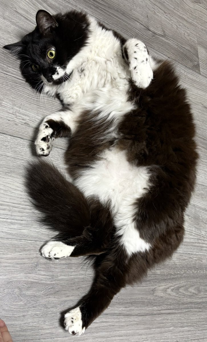 墨（ぼく）くん tweet media