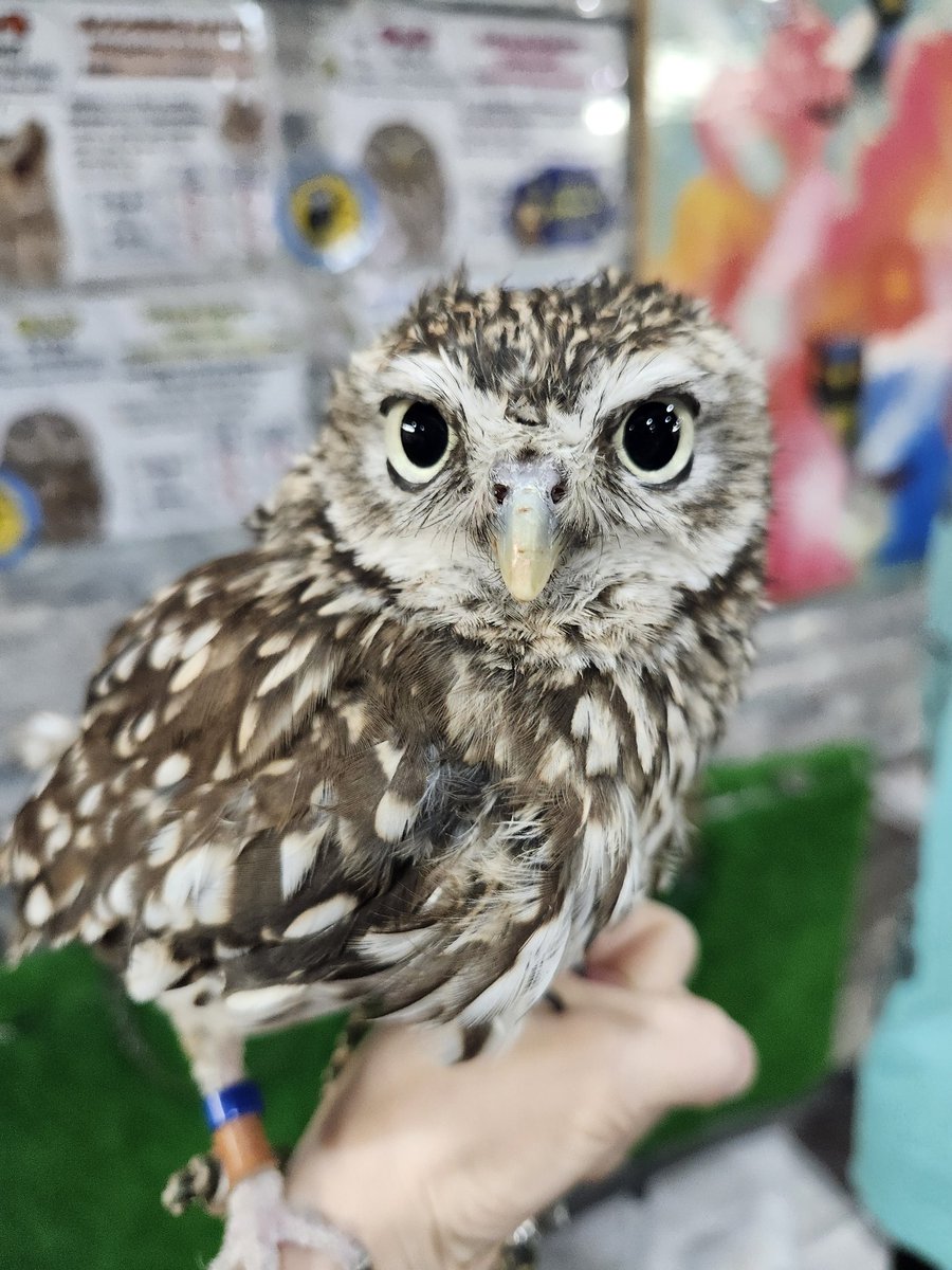 サチ^._.^ tweet media