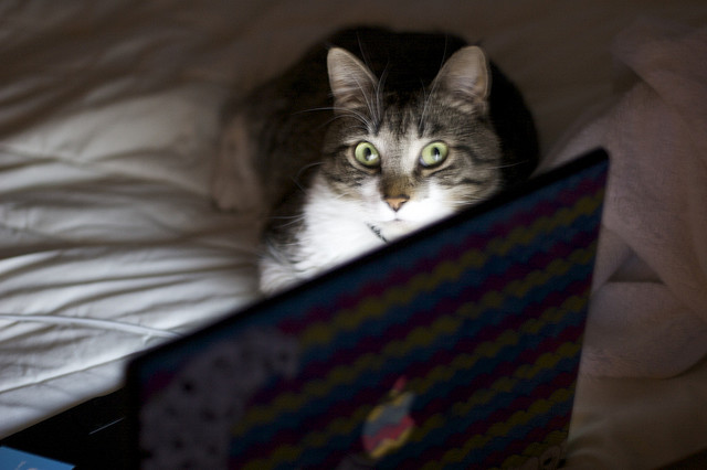 Tio Felino (Leo) tweet media