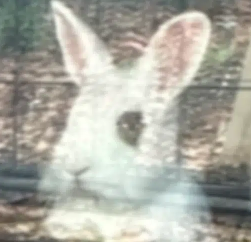 Fluffy Cat tweet media