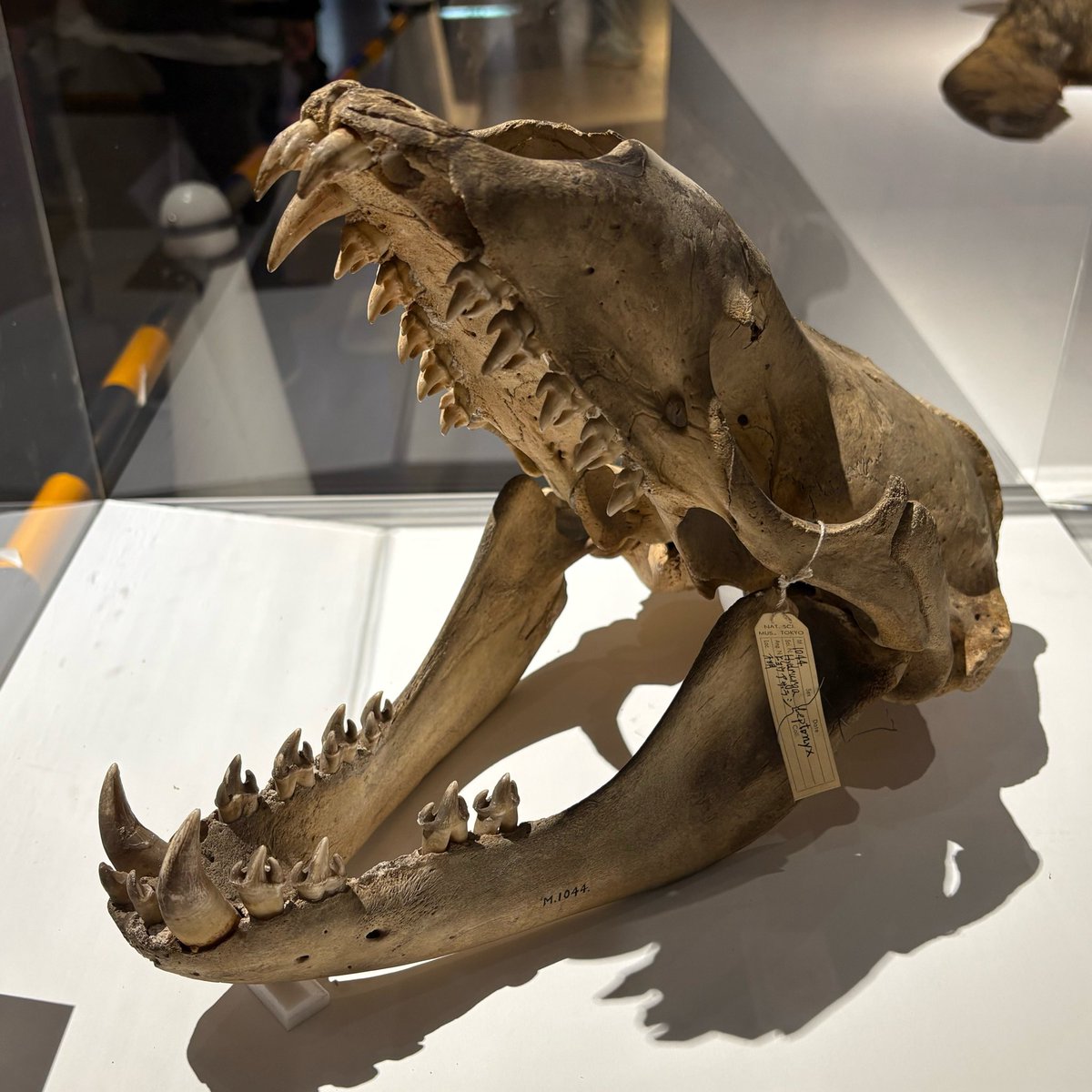 いほやきゅ tweet media