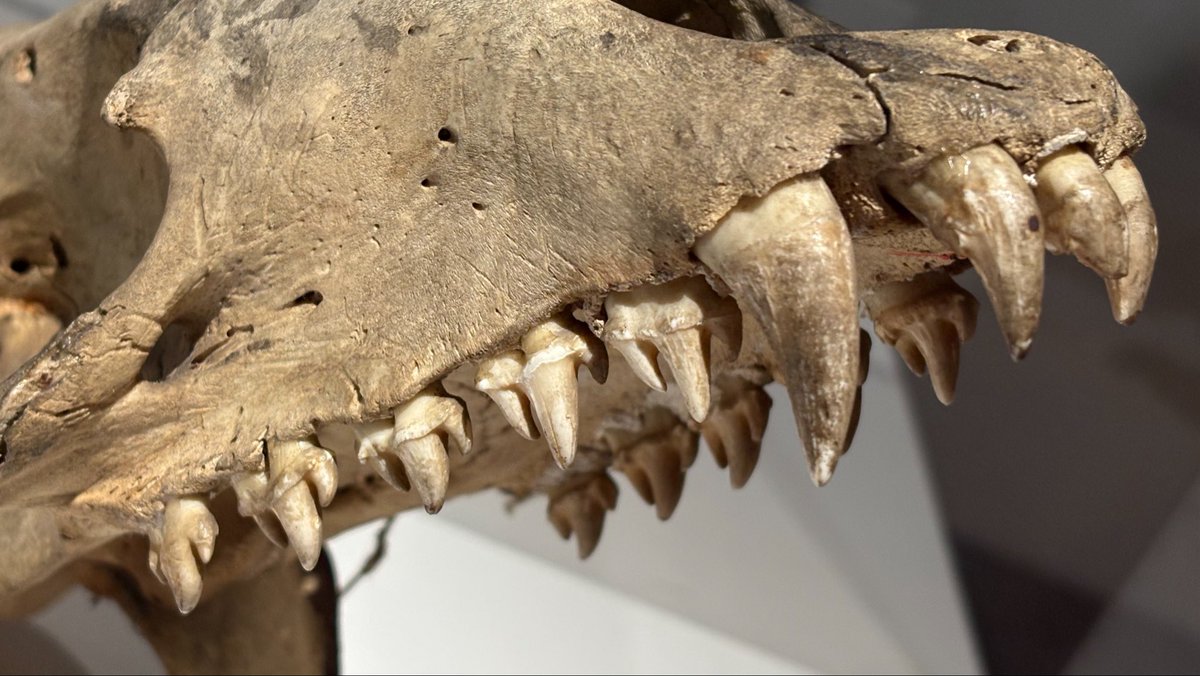 いほやきゅ tweet media