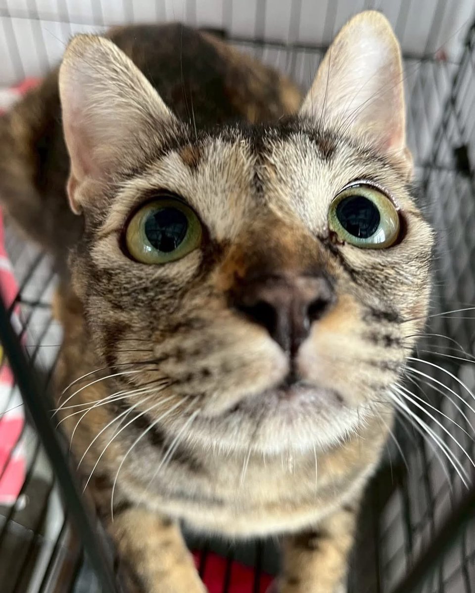 JohnJud | CUVET Animal Welfare Club tweet media