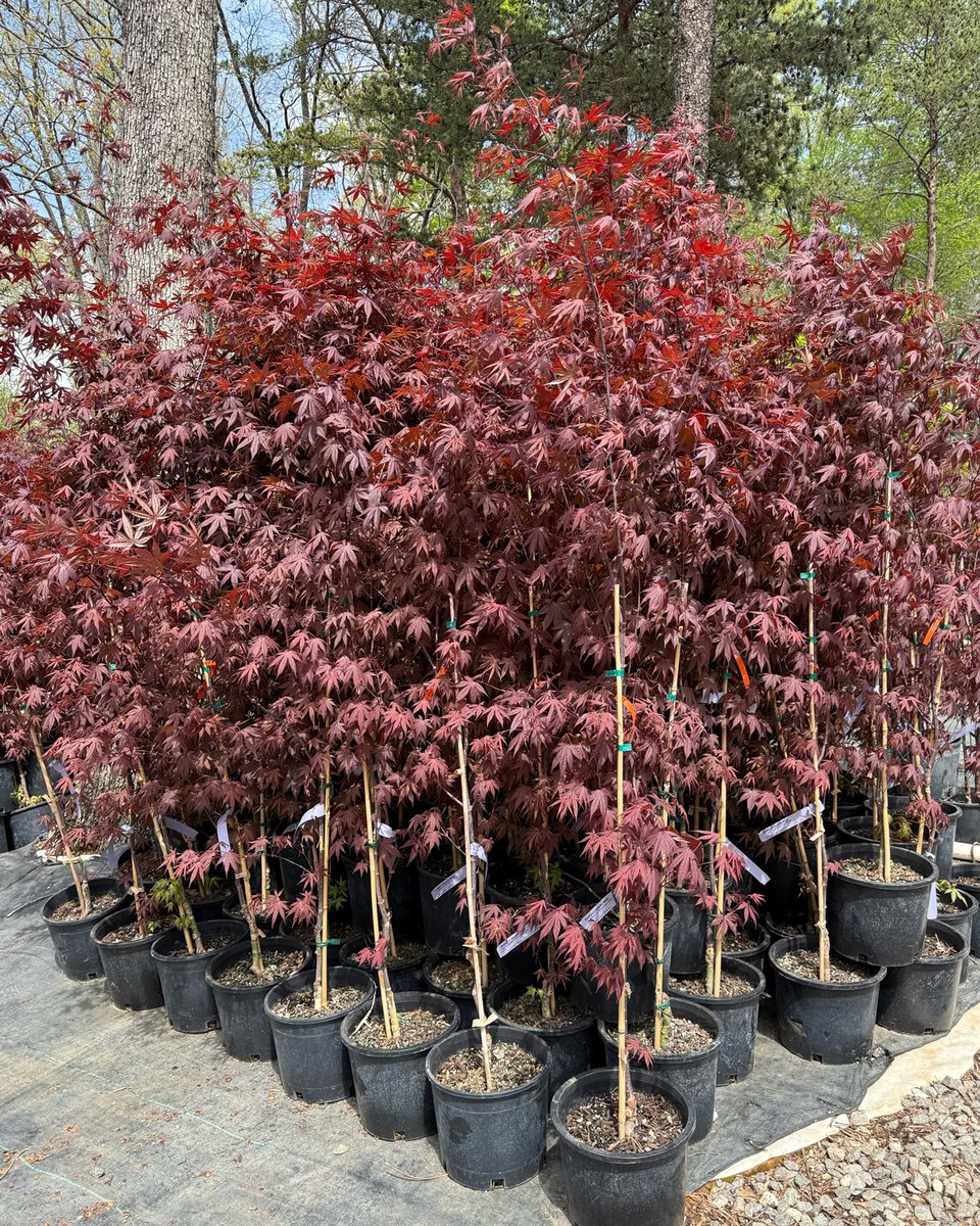 Fast Growing Trees tweet media