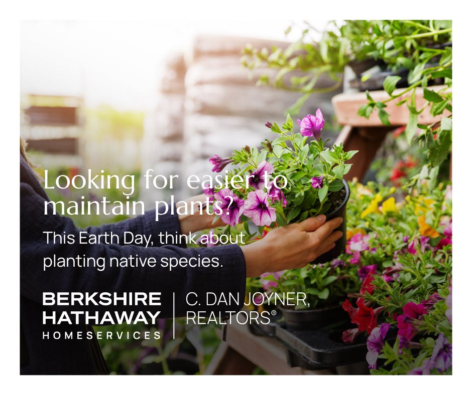 BHHSCDanJoyner's tweet image. Want a stunning yard without the weekend chores? 🌿 The secret is Native Plants.

This #EarthDay, swap thirsty grass for local favorites like Purple Coneflower, Black-eyed Susans, or Oakleaf Hydrangea. Better for the planet, better for your Saturday. 🌎

#NativePlants #CurbAppeal