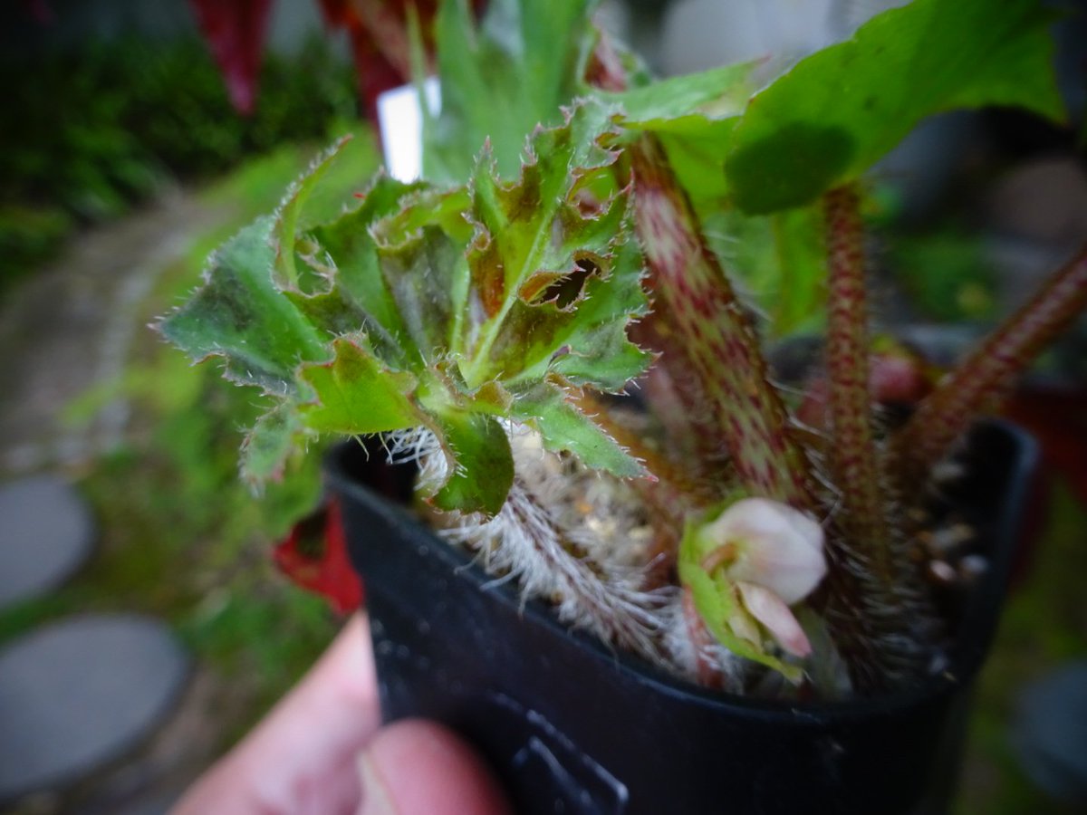 昨年度の配布苗で入手したものが開花。
#ベゴニアヘラクレイフォリアロンギピラ
#ベゴニアヘラクレイフォリア
#Begoniaheracleifoliavarlongipila
#Begoniaheracleifolia

根茎性ベゴニアは根張りが浅く横に伸びる性質を持つため、高さのある鉢よりも浅鉢のほうが性質に合っています。