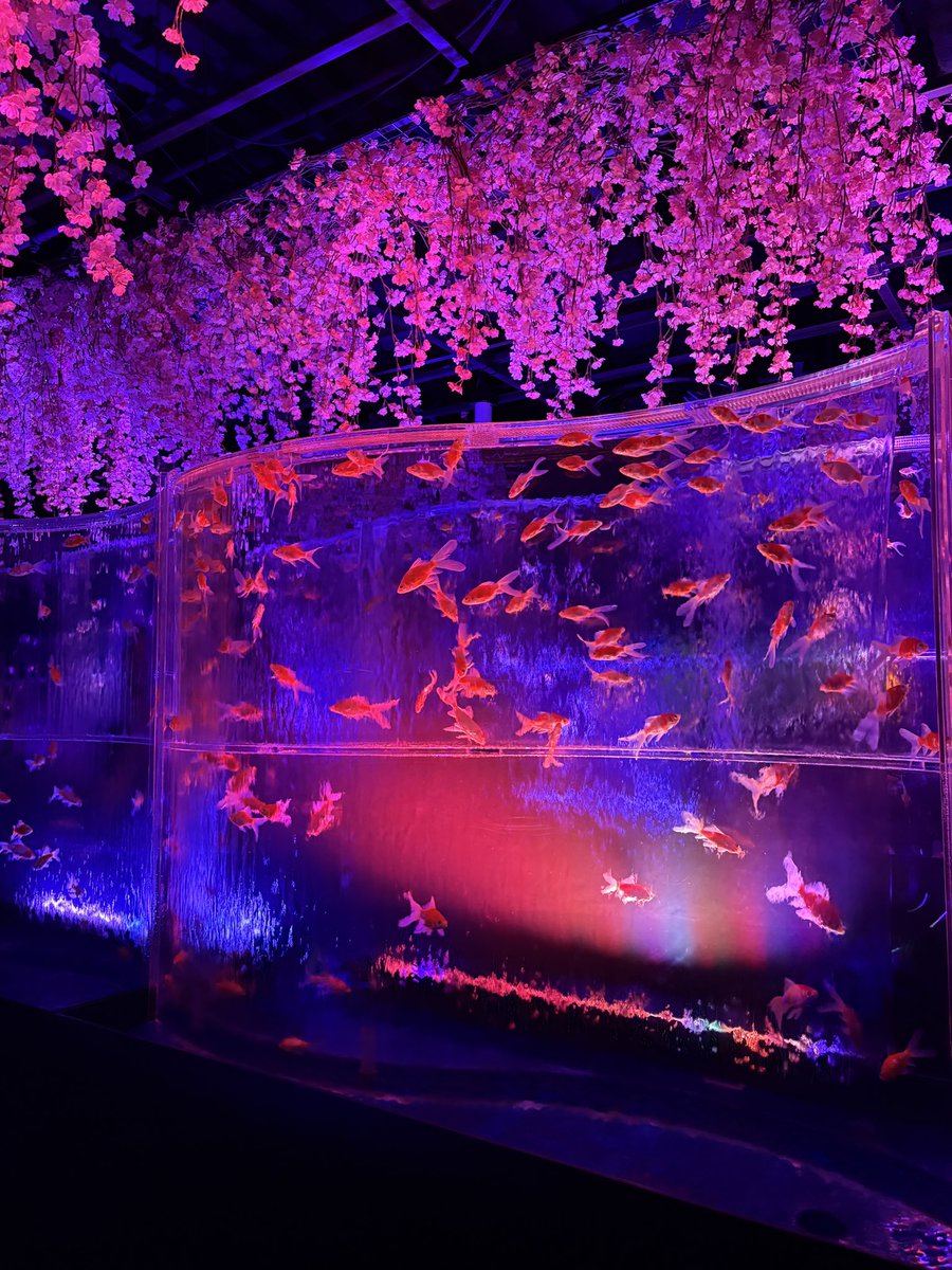 K4NONch's tweet photo. この間金魚の展示をみてきたのー 命について考えさせられましたね https://t.co/7bMrqhlQjP