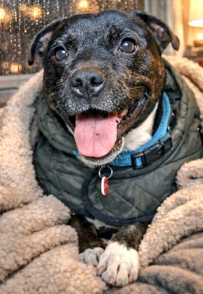 Good morning Staffy Lovers!
We're finding it hard to understand why our beautiful little fella Trevor is still waiting for his special someone to notice him. He's doing really well with his training and has come on leaps &amp; bounds. Plshelp him find love ❤️ seniorstaffyclub.co.uk/adopt-a-staffy…