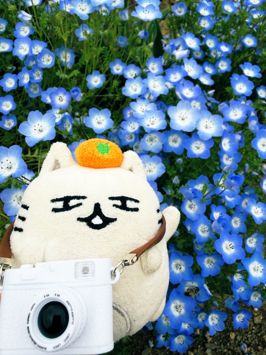 ミツバチ🐝めっちゃいた！ 手に止まってチクッとした気がしたけど腫れ