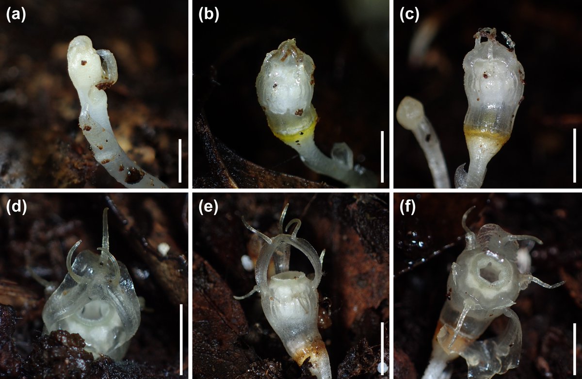 本論文もオープンアクセスにしておりますので、ぜひご覧ください。日本語の要旨も付いております。しかし見れば見るほど、海の生き物なのかと錯覚してしまうような、不思議な姿に引き込まれますね。doi.org/10.1002/ppp3.7…