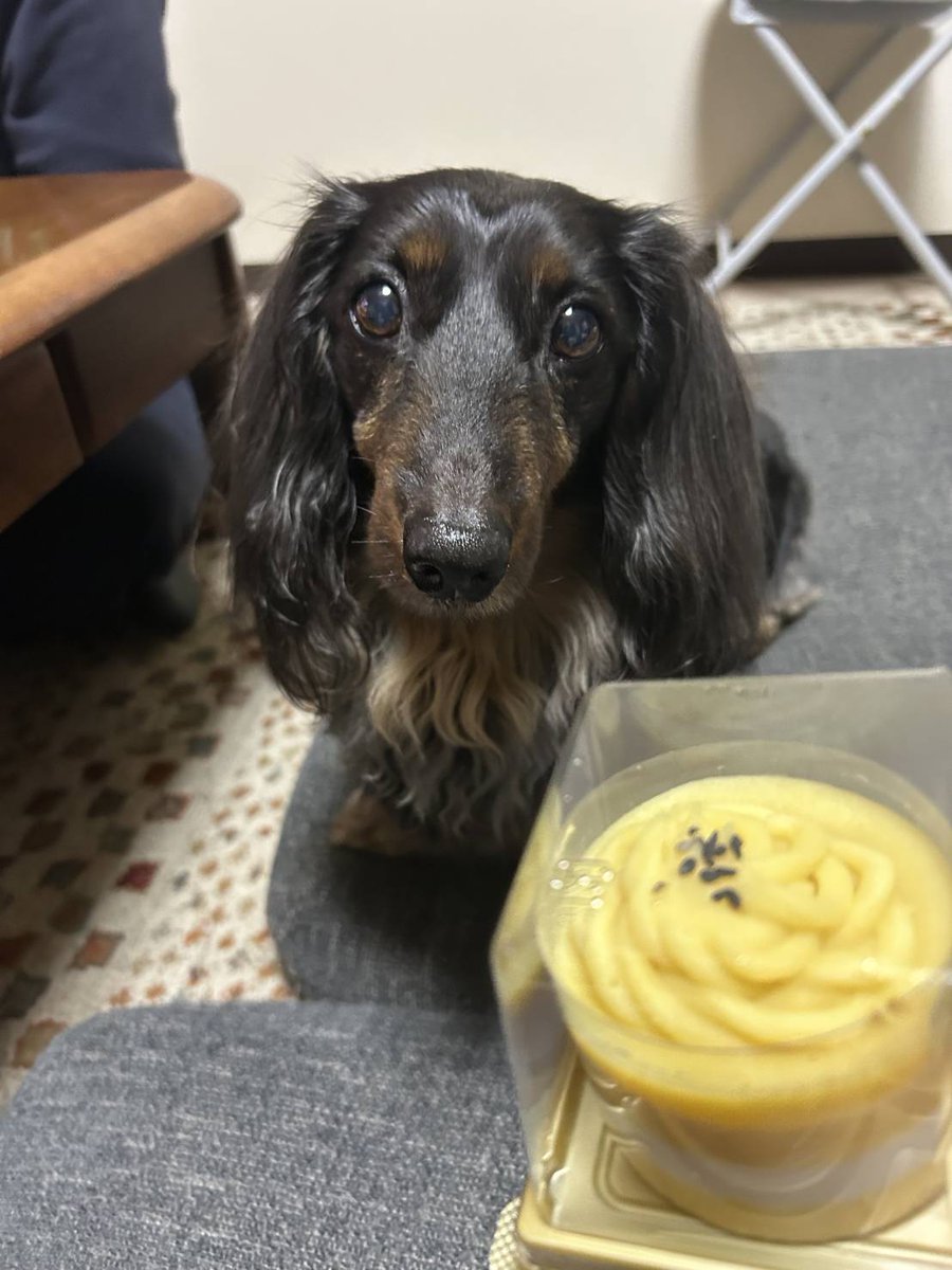 ニコ🐶 tweet media