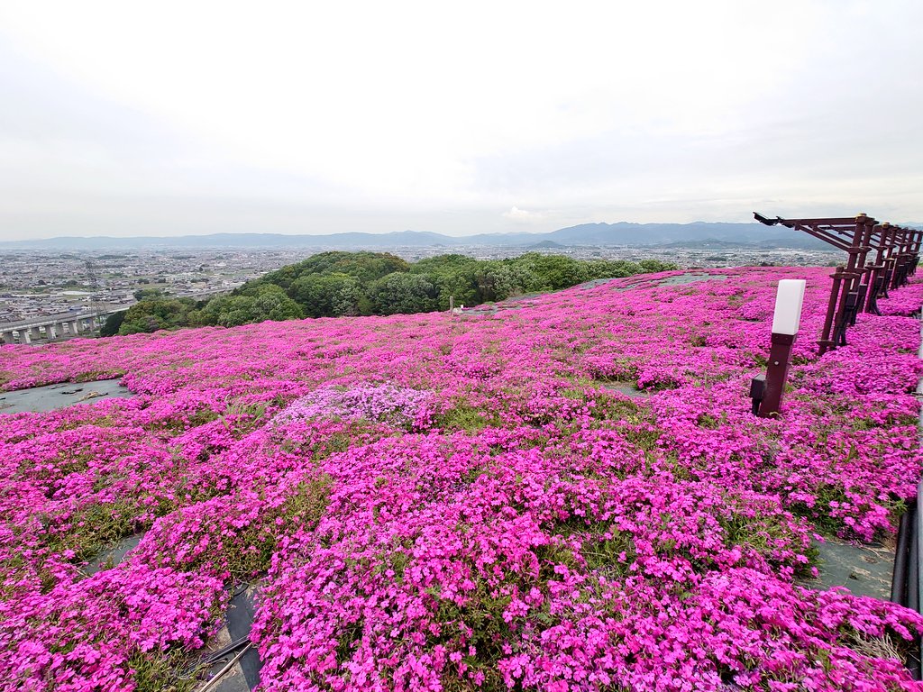 わじょーすきー tweet media