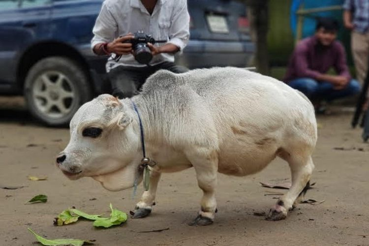 folkative tweet media