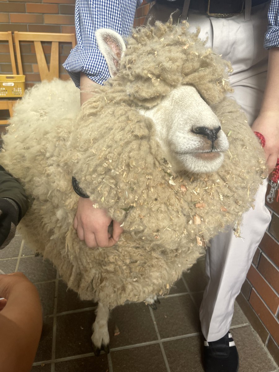 いぬ山たぬ子☺︎❁𖥧🦔2歳児と0歳児なう tweet media