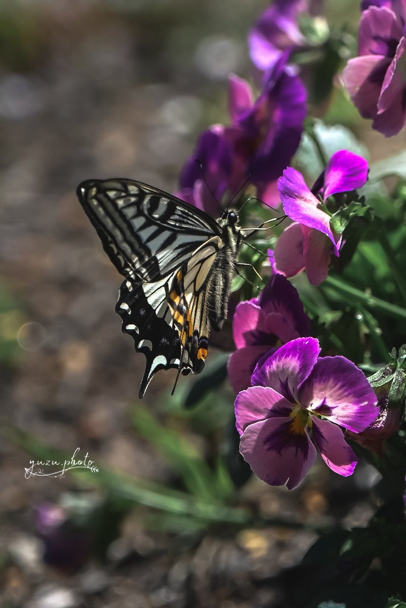 🫧yuzu🐶︎︎︎︎📸 tweet media