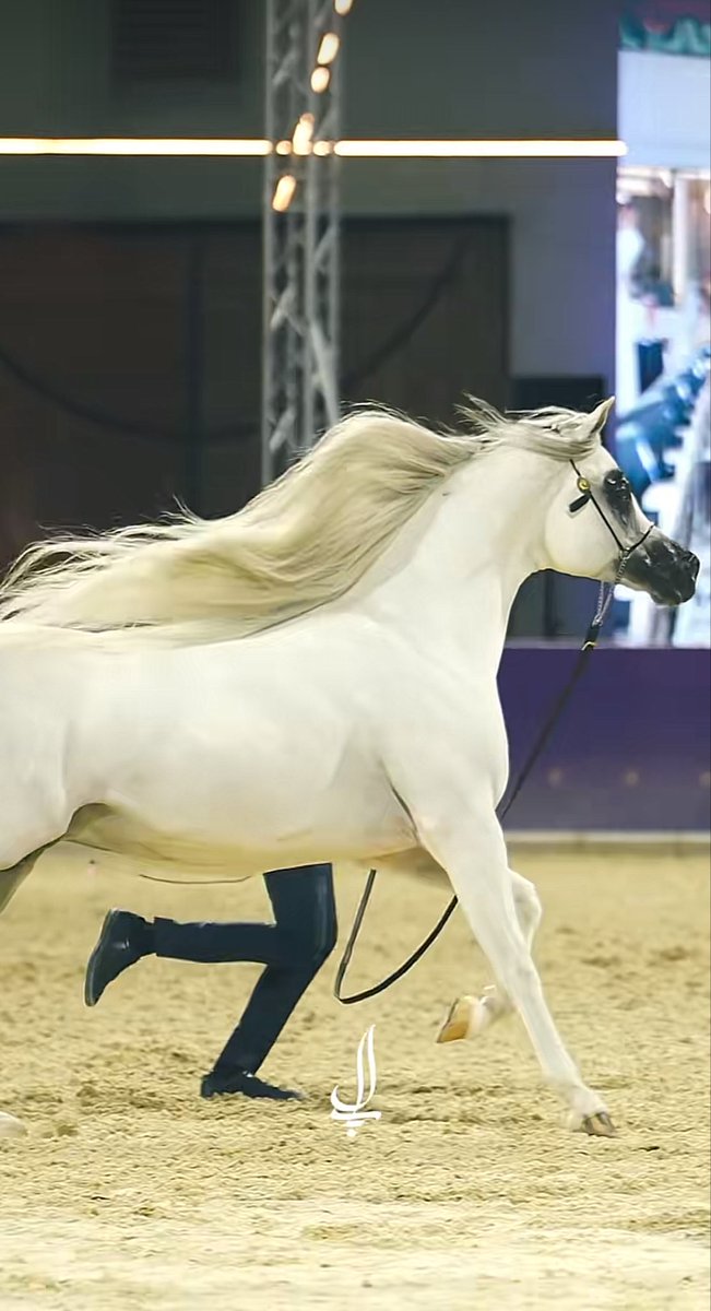 nq1911's tweet photo. سليم الصَدر يغلب ذكا راعي التّخطيط 
لو أنـــه غرق .. يطلع وهو في فمة درّة
سلطان بن بتلاء https://t.co/OfRDJADX50