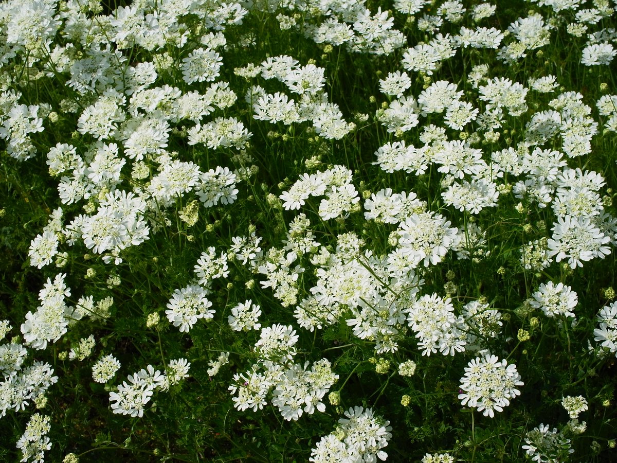 燈（ともり） (@tomorimi) on Twitter photo 