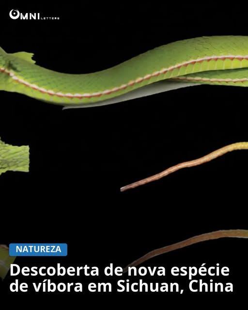 omniletters's tweet image. Pesquisadores identificam nova espécie de víbora em Sichuan, China, ressaltando a biodiversidade e a necessidade de conservação na região.

Leia mais: omniletters.com/descoberta-nov…

#biodiversidade #descoberta #natureza #conservacao #Sichuan