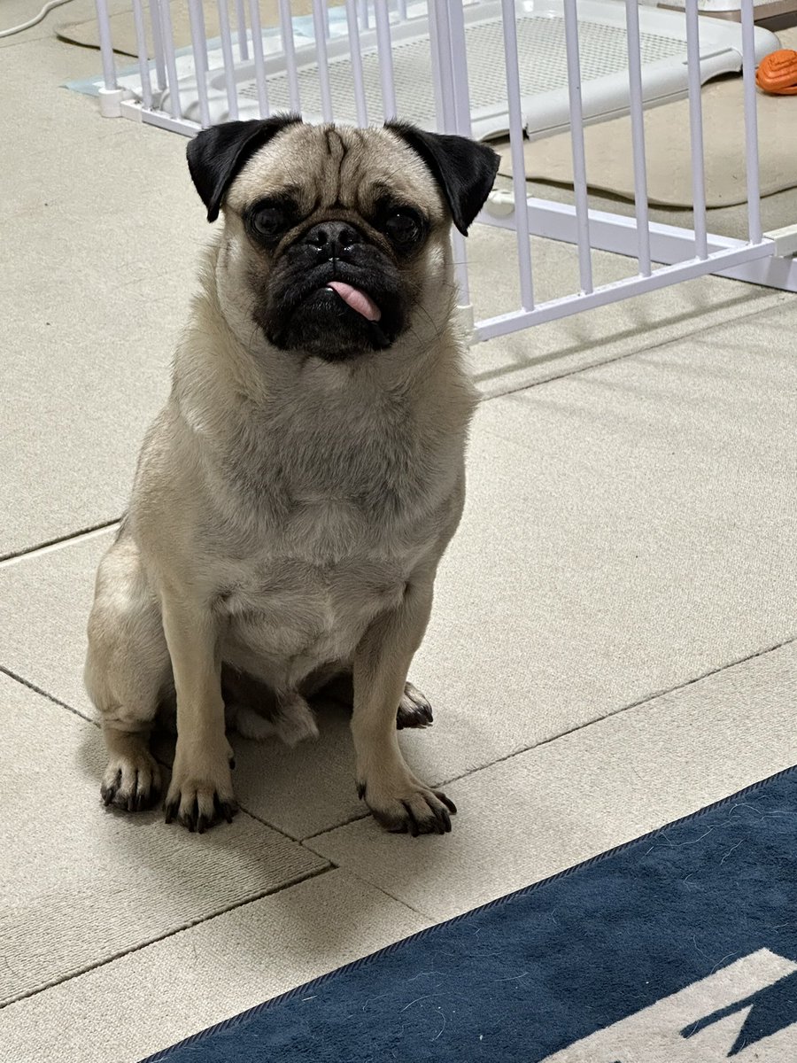 aka_arti_1112's tweet image. ごはんごはんごはんごはん…

#パグ #pug