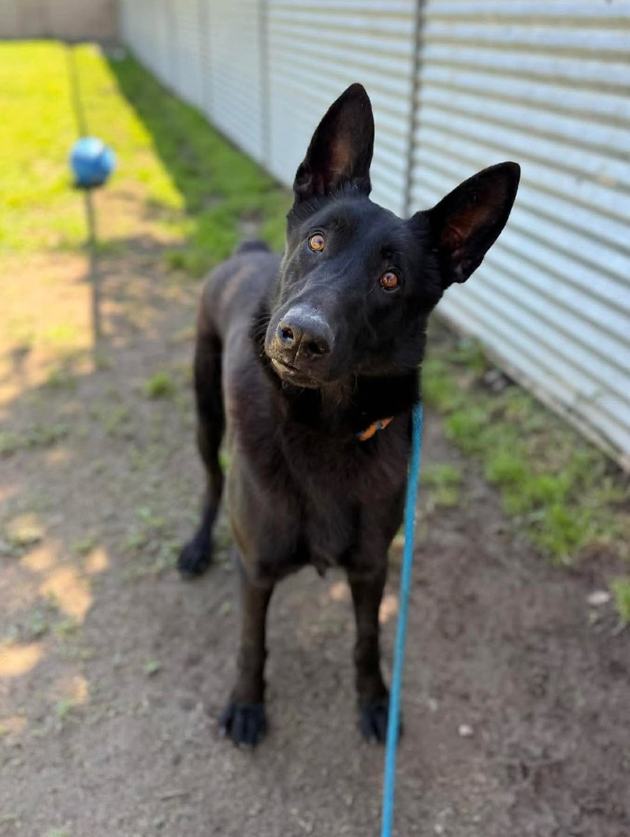 8415_n's tweet photo. STICKS #A608450
2yo.#blackshepherd #gsd #gsdlover
Ugh, Sticks. A project dog. Not socialized w/ humans. Doesn't seek connection. Can only be handled by two handlers in critical situations atm. Expert in working with behavioral/non-socialized dogs needed‼#ModestoCA #StanCounty https://t.co/TLCllhjmrz