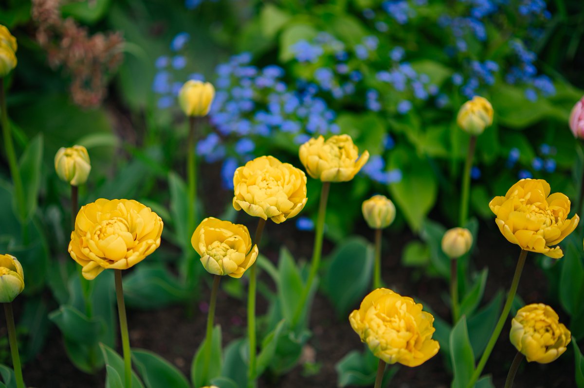 NBGGEO's tweet photo. 🌸🌷 Alongside the lilacs, the blooming tulips are also one of the most beloved sights for visitors this season
✨ Don’t miss the chance to admire these beautiful collections at the Botanical Garden
#botanicalgarden #tbilisi #georgia #tulip #spring #bloom https://t.co/ruiVPAaUMI