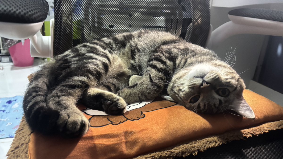 แอ้นจ้า ft มีแมวแจกจำนวนมาก tweet media