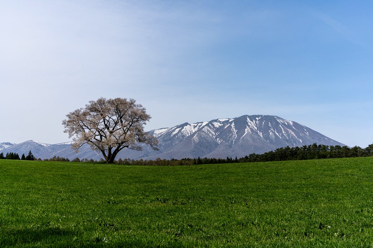nobi2290's tweet photo. 小岩井農場　一本桜　　2026/04/22

＃小岩井農場　��一本桜　＃iiiwate https://t.co/jpAv3BX0LJ