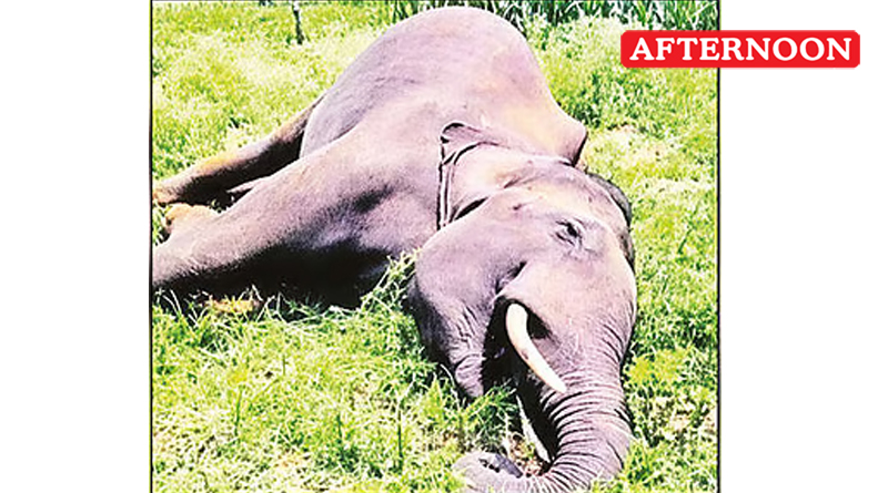 Afternooncbe's tweet image. Wild elephant killed by explosive laden fruit
Read more: afternoonnews.in/article/wild-e…
#digitalnews #NewsOnline #LocalNews #TamilNews #TNNews #epaper #facebooknews #instanews #afternoonnews
#wildelephant #killed #explosive #ladenfruit #KochiNews