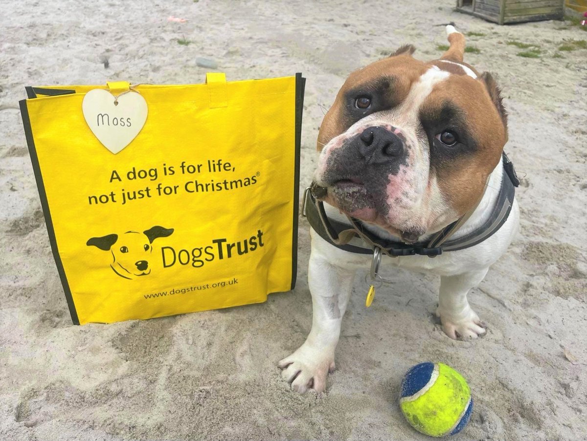 DT_WestCalder's tweet image. Moss couldn't believe it was his time to pack his Big Yellow Bag and head off home! Moss of course had to get his favorite ball in the picture. Wishing you all the best Moss! ☺️🏡

#AdoptDontShop #BigYellowBagDay #ADogIsForLife @DogsTrust