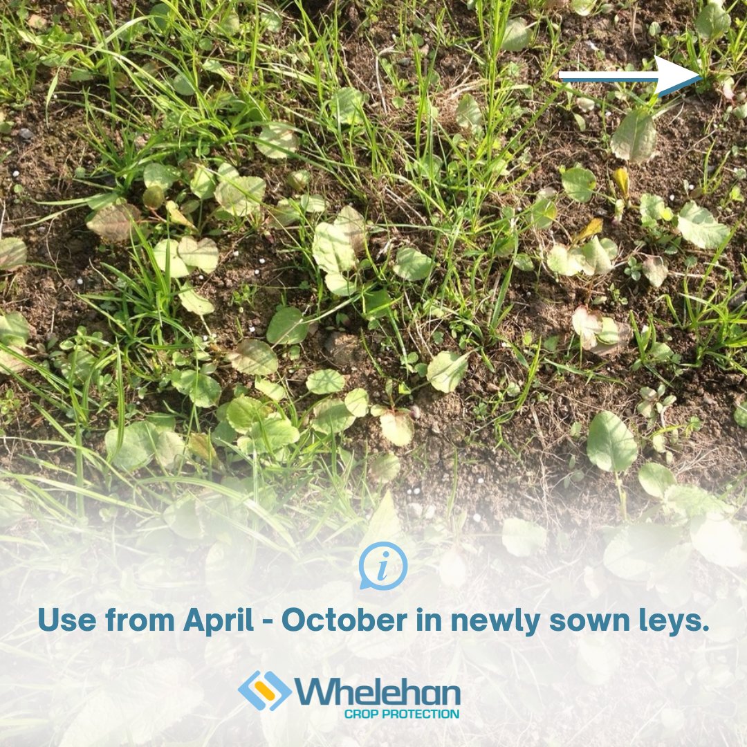 TPWCrop's tweet photo. Get the most out of your ProClova XL® applications this season. 🙌

📖 Check out our application guide below for some best practice tips..

For further detail, visit here: https://t.co/6D1XFDlpu9 

#ProClova #WeedControl https://t.co/lT7WXB8TXO
