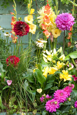 FlowerbulbsCom's tweet photo. Plant summer‑flowering bulbs this spring and enjoy weeks of dahlias, gladioli, montbretia, calla lilies, and lilies in full color – even in hot, dry weather. A🌞🦋 https://t.co/z6KImZaIWy  #sunnygarden #pollinatorgarden #gardeninspiration https://t.co/g6kyam8v0u