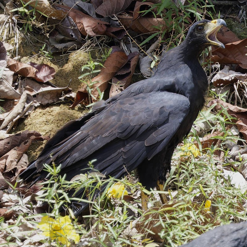 vafaned's tweet image. #Birding along the Kabalebo River in #Suriname and I spotted one #gorgeous #hawk. The Great Black Hawk.

#BirdsSeenIn2026 #birds #birding #BirdsofX