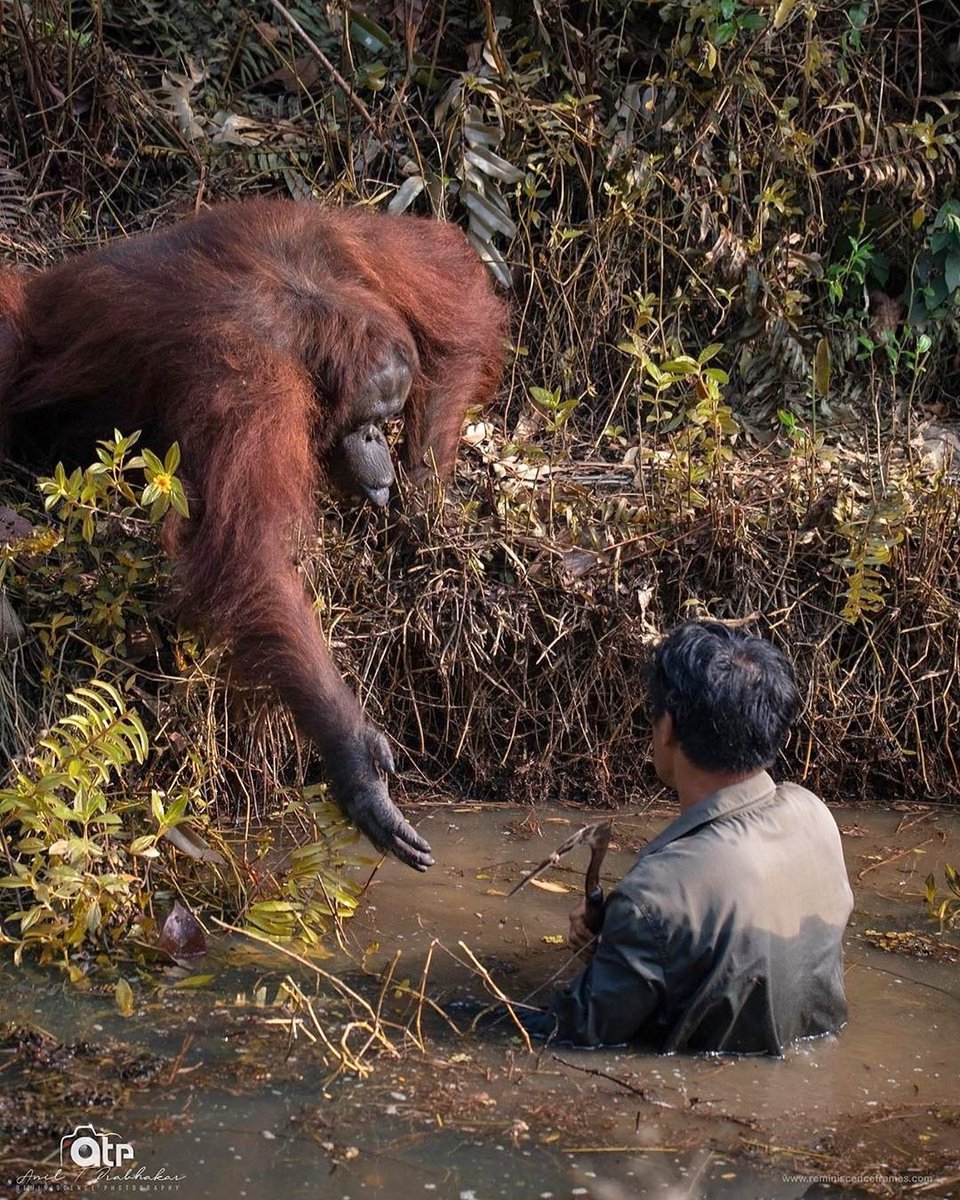 orangutan sejatinya adalah petani hutan.

sambil makan buah-buahan, dia bergelantungan, dari dahan ke dahan.. tanpa sadar menanam masa depan. 🌳

jika kelak tidak ada lagi yang menebar benih buah-buahan, siapa yang akan lebih butuh pertolongan?