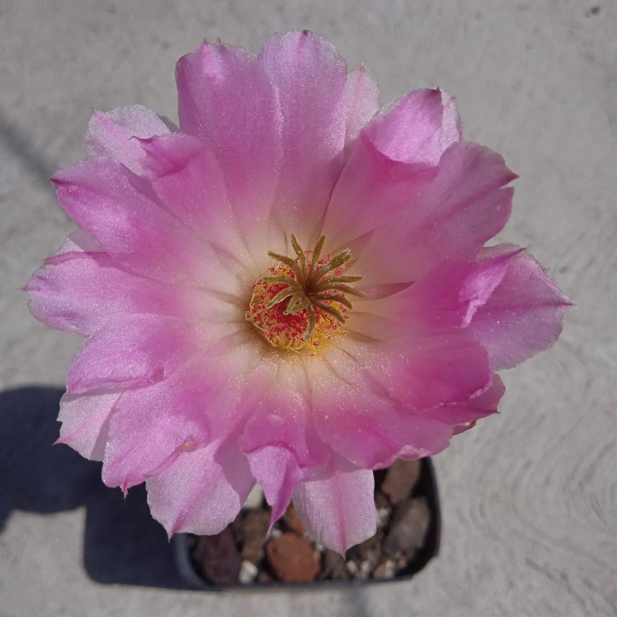 jeunebreton's tweet photo. #MiercolesDeCactus 
Echinocereus rubispinus https://t.co/jxLTQOn4X2