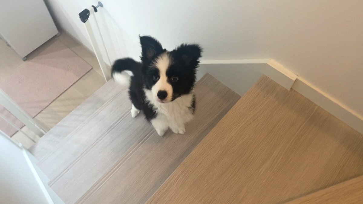 ボーダーコリーのヴィヴィ tweet media