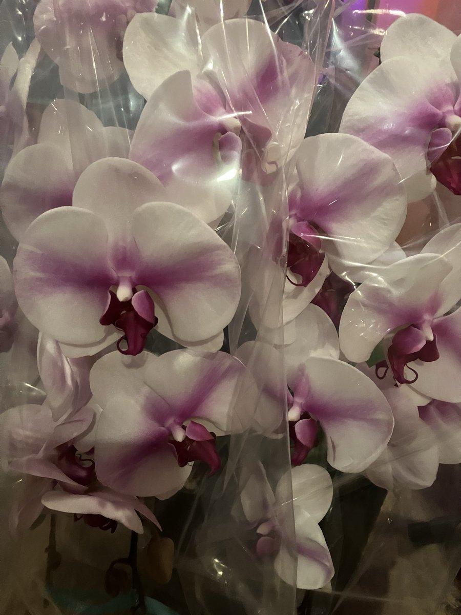 どでかい蘭届きました
ありがとうございます