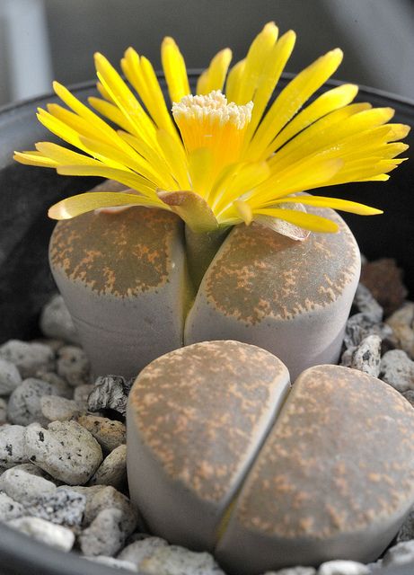 LUVIORIA's tweet image. Living Stones (Lithops) ;
Endemic to Southern Africa, these Aizoaceae succulents use mimicry to resemble pebbles, avoiding herbivores. Transparent "leaf windows" direct sunlight underground for photosynthesis, allowing survival in extreme arid environmente🕊️✨.

#nature #flower