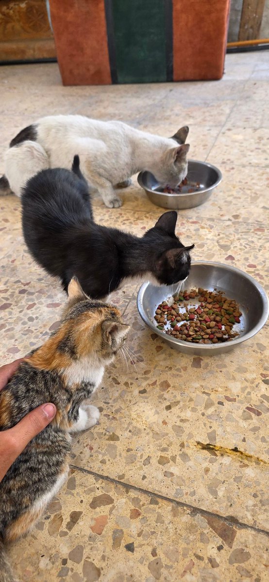 🐾help Animal Gaza🐾 tweet media