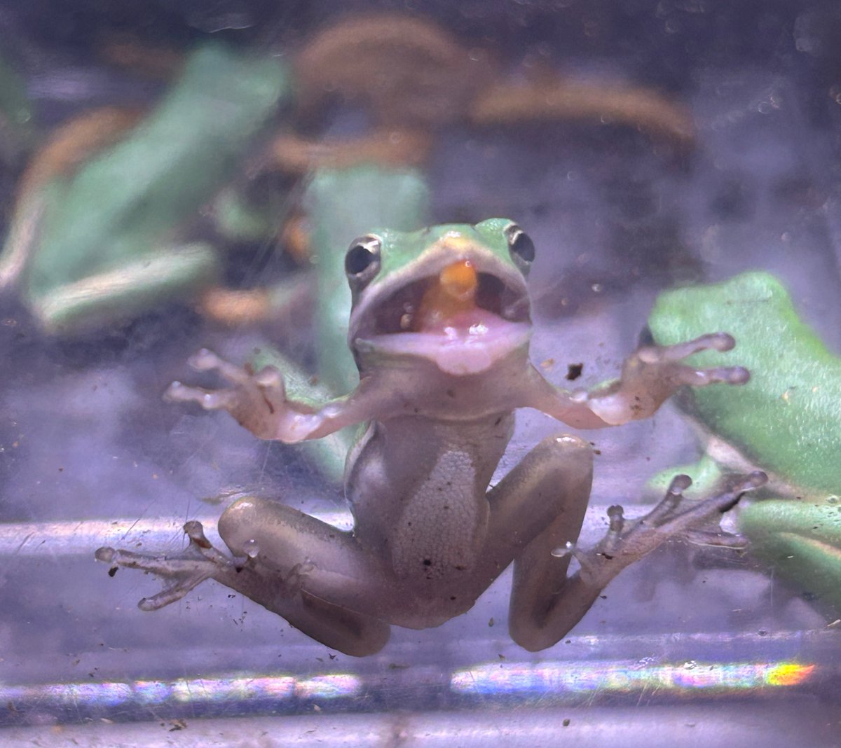 83/GIN🍯野菜生物はちみつ🫜 tweet media