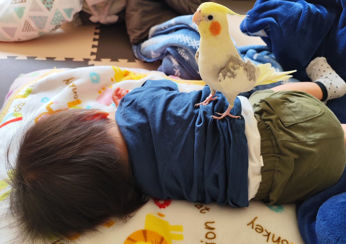 まゆげオカメのパスタ（Kana） tweet media