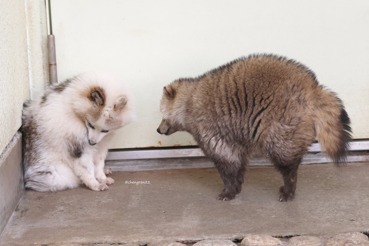 Cheng-Ren🦊🐺 tweet media