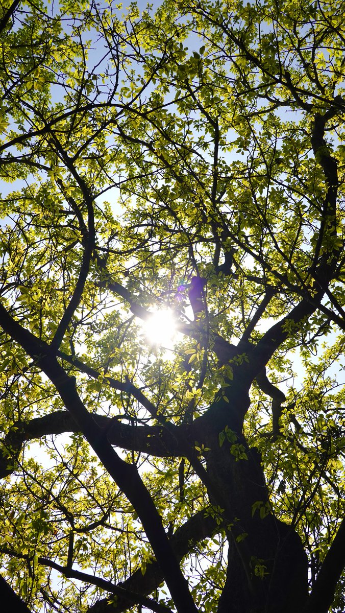 parthosarathi_b's tweet image. No backup planet.
No second chances.
Just this one—let’s take care of it.
Drop your best nature shots—let’s celebrate #EarthDay 📸🌿