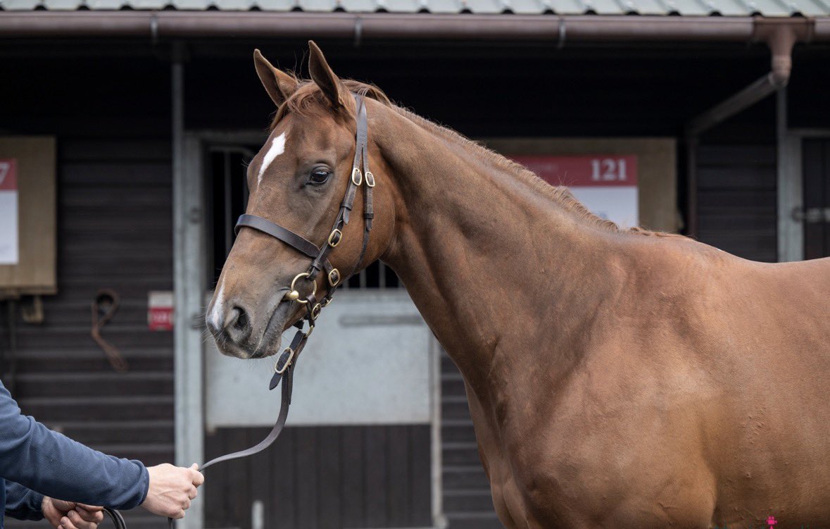 TallyHoStud's tweet photo. ✨ £105,000 filly for PERSIAN FORCE

Best of luck to Sayed Hashish and @JamiePiggott with our Persian Force filly out of Soul Of Calypso bought today @GoffsUK Breeze-Up #PersianForce https://t.co/YLOUWh9ek9